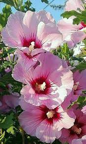 Pin By Karen Mesch On Flowers Hibiscus Beautiful Flowers Hollyhocks Flowers Flower Pictures
