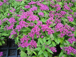 Image result for Pentas schimperi