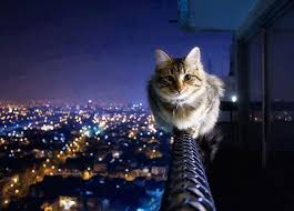 Maybe you would like to learn more about one of these? Beautiful Cats Home Facebook