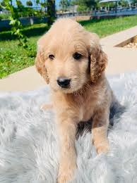 They are a cross between a the goldendoodle is bred to be a family dog. Brevard Doodles Giant Schnoodle Puppies And Goldendoodle Puppies For Sale In Melbourne Florida