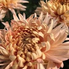 Pat Lehman Perennial Mum Plant