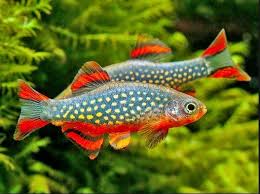 Kepiting merupakan fauna yang habitat dan penyebarannya terdapat di air tawar, payau dan laut. Jenis Jenis Ikan Hias Air Tawar Untuk Aquascape 29 Yang Populer Dan Terlengkap