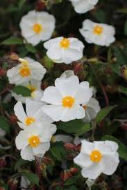 Image result for Cissus trothae