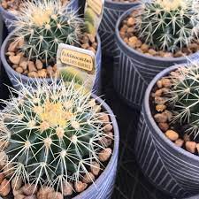 Named for its unmistakable shape and bright golden tint, the tips to save money with california barrel cactus for sale offer. Golden Barrel Cactus In Terracotta Pots Available In Store Flowermarket Cactus Echinocactus Plants In Golden Barrel Cactus Plants Barrel Cactus