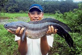 Роза алкожа дидар камиев жулдыздар айтысады шоу айтыс 2016. Snakehead Fish Ikan Toman In English Difference Between Toman And Haruan Fish Fish Fish Soup Food Think You Re A Fish Expert Now Jaegertulip
