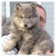 Listing over 20 alaskan malamute puppies for sale in the areas of: Giant Alaskan Malamute Puppies Pets And Animals For Sale California