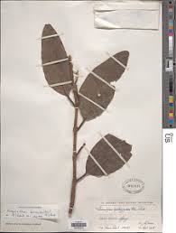 Image result for Phragmanthera usuiensis