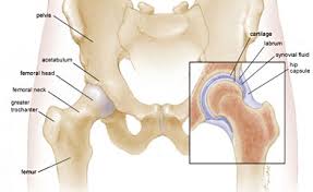 Check spelling or type a new query. Hip Anatomy Hip And Knee News