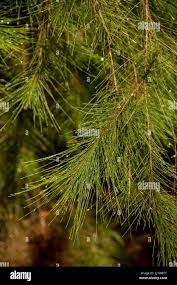Image result for Casuarina verticillata