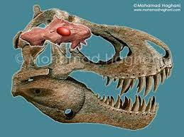 Start by spray painting both sides of three 24 x 24 pieces of wood. Tyrannosaurus Rex Skull And Brain For More On Dinosaur And Fossil Stuff Visit Www Thedinozone Com Prehistoric Animals Dinosaur Fossils Dinosaur Art