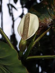 Image result for Montrichardia linifera