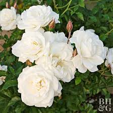 Maybe you would like to learn more about one of these? Miniature Rose Better Homes Gardens