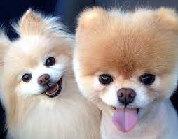 A raças de pequeno porte crescem muito menos do que as de médio e grande porte. 4 Mitos Sobre Cachorros Pequenos Portal Do Dog