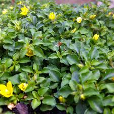 Image result for Lysimachia