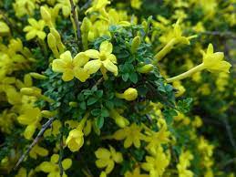 Fiori sempreverde giardino piante perenni piante da ombra vivaio. Gelsomino Giallo Jasminum Nudiflorum Piante Da Giardino Gelsomino Di San Giuseppe Jasminum Nudiflorum Arbusti