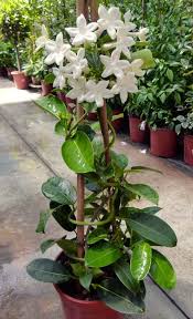 Fiorellini a grappolo profumatissimi che crescono inizio primavera : Stephanotis Apocynaceae Coltivazione E Cura Della Stephanotis