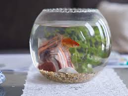 That's what makes them that big. Goldfish Your Goldfish S Memory Lasts Longer Than 3 Seconds Other Facts About The Popular Pet Fishy Business The Economic Times