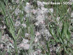 Image result for Nesaea rautanenii