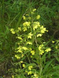 Image result for Lysimachia