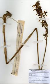 Image result for Eulophia caricifolia