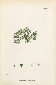 Image result for Montia fontana