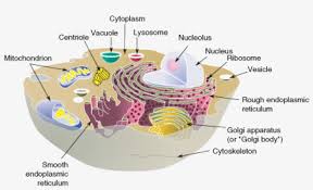 Animal cells don't usually contain vacuoles but when they do they are small, round structures throughout the cell. The Structure And Contents Of A Typical Animal Cell Somatotopic Map Of Primary Motor Cortex 1121x626 Png Download Pngkit