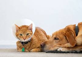 How do you get ready? The Best Pet Insurance Companies