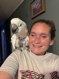 Is my umbrella cockatoo healthy?