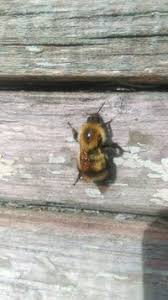 Image result for Bombus consobrinus