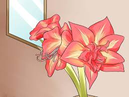 Doch was macht man mit der amaryllis, wenn sie verblüht ist? Eine Amaryllis Wieder Zum Bluhen Bringen Mit Bildern Wikihow