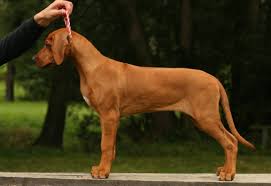Image result for rhodéský ridgeback