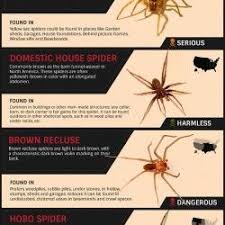 Black And Yellow Spider Texas Poisonous Identifying Common U S House Spiders Visual Ly House Spider Hobo Spider Common House Spiders