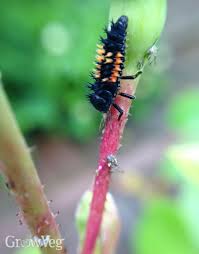 British designs, inspired by sophie's love of nature and the country life. Make Your Garden A Ladybug Paradise