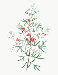 Boronia Pinnata Branch Plant Transparent Png Free Image By Rawpixel Com