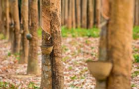 Image result for Hevea brasiliensis