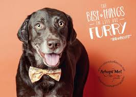 Jax lived with his family for 5 yrs before they moved out. Adoption Process Labrador Retriever Rescue Of Florida
