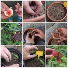16 Fruits Et Legumes A Faire Pousser A Partir De Leurs Restes Growing An Avocado Tree Growing Vegetables Vegetable Garden