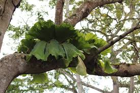 Image result for Hypericophyllum angolense