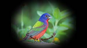Canto Del Azulillo Sietecolores Youtube