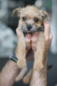 Look Me In The Eye Mister Do You Know Why You Re In Trouble No Me Either I Got Lost In Your Adora Border Terrier Puppy Terrier Mix Dogs Border Terrier