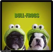 Funny Dog Humor French Bull Frogs Refrigerator Magnet Ebay Funny Dog Memes Happy Birthday Dog Funny Dogs