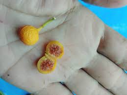 Image result for Ficus oreodryadum