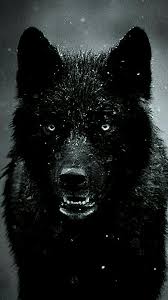 Choose from hundreds of free wolf wallpapers. Wolf Mobile Wallpapers Top Free Wolf Mobile Backgrounds Wallpaperaccess