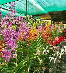 Di samping itu bentuk bunganya juga memang berlainan dengan bunga orkid jenis yang lain kerana cattleya mempunyai lenggang lenggok di bahagian tepi bunga seperti renda baju. Warna Warni Orkid Kira Jenis Tahan Kebun Orkid Jelita Facebook