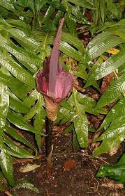 Image result for Amorphophallus goetzei