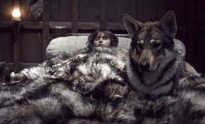 100 Game Of Thrones Dog Name Ideas Direwolves Characters More