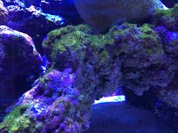 nopox dosing some observations reef2reef saltwater and