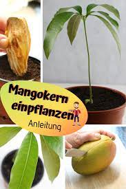 Ich muss zugeben, sie hatte vor einigen wochen blattbefall. Mangopflanze Ziehen Mangokern Einpflanzen Mango Plant Mango Tree Plants
