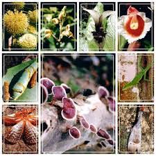 Berdasarkan penjelasan di atas dapat disimpulkan bahwa di benua eropa, kegiatan ekonomi yang dilakukan berhubungan dengan industri, jasa, pertanian, dan peternakan. 3000 Gambar Flora Dan Fauna Di Benua Asia Gratis Infobaru