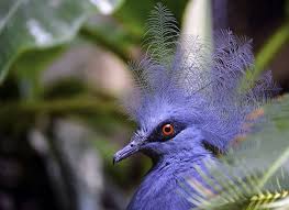 Bird With Spiky Hair On Head Blue Crowned Pigeon Birds Beautiful Birds Pretty Birds